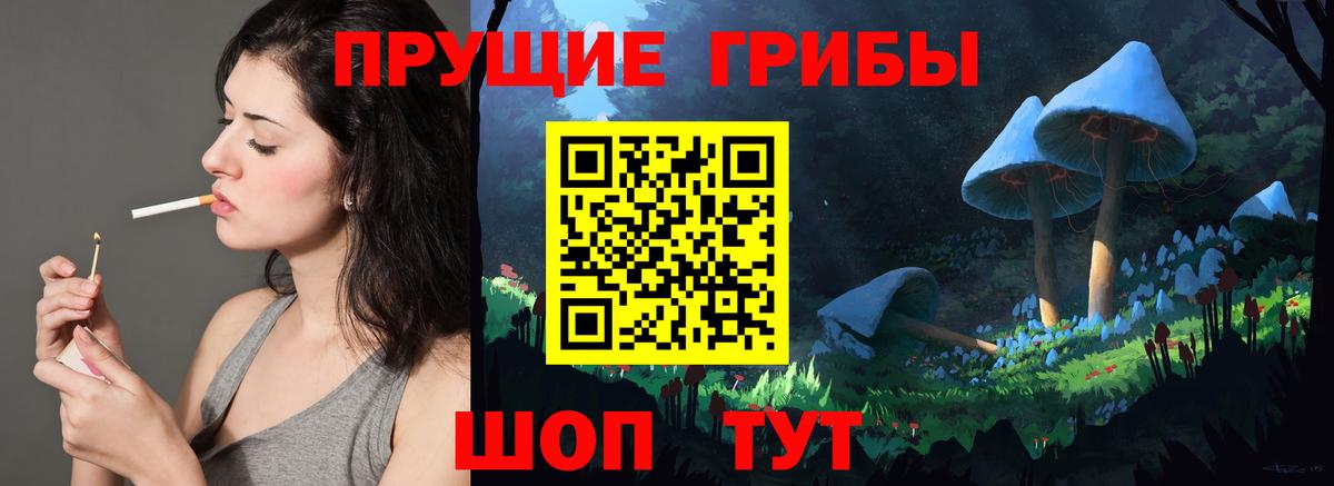 Богданович  Псилоцибиновые грибы Psilocybine cubensis  Вход с VPN 